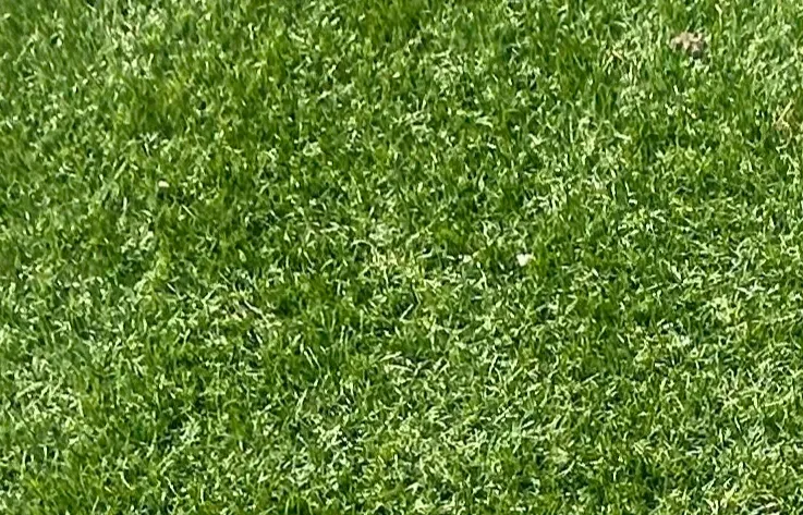 naturel kunstgras
